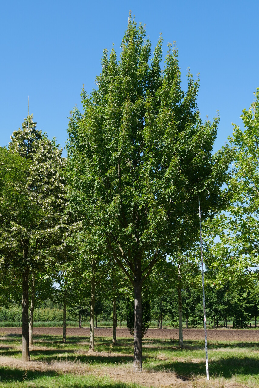 メープル❣️ Acer rubrum | Red maple, Scarlet maple, Swamp maple - Pepinierele
